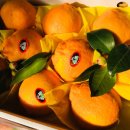 늘푸른청과 이미지