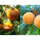 차랑농장 이미지