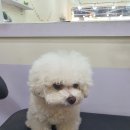 항상 감사한구루<b>펫</b>(<b>네이쳐</b>블)!!!