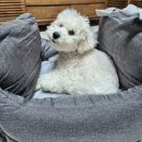 강아지카시트 춘자상회 내돈내산 후기