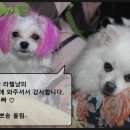 충주 계룡 떡 방앗간에서 산 술빵