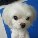 폼나"개" 이미지