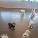 라인하트 애견호텔 유치원 | 김포애견유치원 라인하트 애견호텔 데이케어 솔직후기