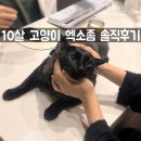 햇살동물병원 | 강남 동물병원 고양이 엑소좀 3회 효과 주기 비용 솔직후기