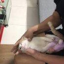 고양이로 아기목욕 시키는법 가르쳐주는 아저씨 이미지