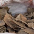 상아배이길 이미지