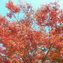 울산문화예술회관의 가을단풍 이미지