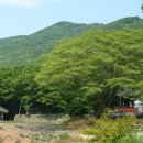 쌍계사 상록수림 이미지