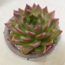 장호농장 이미지