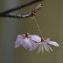 올리브장작 이미지