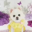 멍뭉이 미용실 이미지