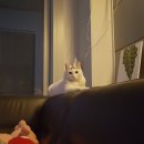 늘, 사랑스럽 개 이미지