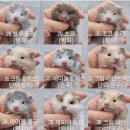 봄꽃햄스터 이미지