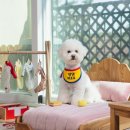 댕댕벅스 이미지