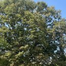 이리오너라 이미지