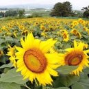 구와우농장 이미지