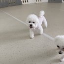 청주 애견유치원 꼬리흔들개Lucky 이미지