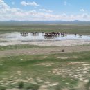 유목민나라 몽골 입니다 이미지