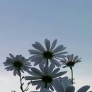 직산초등학교 이미지