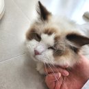 밀리언캣