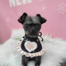 봄날의 댕댕이 | 미용하고 더 귀여워진 밤이, 봄날의댕댕이 스파 후기