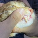 파랑새동물병원 이미지