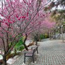 순천매산고등학교 | 순천 매산 고등학교 매화 봄 감성 가득했던 방문 후기