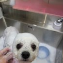 슈가독살롱 이미지