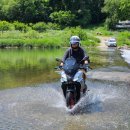 형제조류 이미지