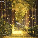 중국단풍길 이미지
