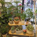 무인카페데이지 | 24시간 픽업 가능한 가성비 좋은 남양주 다산 꽃집 헬로데이지