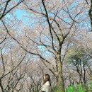 제주종합경기장 | 제주 벚꽃 명소, 지인이 알려준 한적하고 주차 편한 숨은 벚꽃 명당 제주종합경기장 벚꽃길