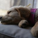 일산시티 동물의료센터 이미지