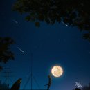 고양이의 하루 이미지