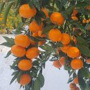 고림농장 이미지