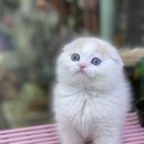 야옹아멍멍해봐(원성점) 이미지