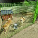 수원시바견 이미지