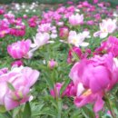 희망의 꽃밭에서 이미지