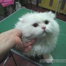 뽀미 애견 미용샵 이미지