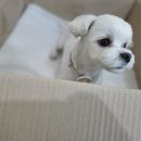 올댓그루밍 앤 퍼스널트리머 이미지