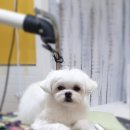 이쁘니 이발소 이미지