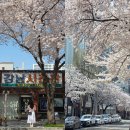 고성동 행정복지센터 | 대구 실시간 벚꽃명소 고성동 벚꽃길 주차
