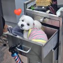 머리하는 언니 | 풍동 미용실 긴머리 손상모 톤다운 염색 일산 중산동 헤어온새 첫방문 후기