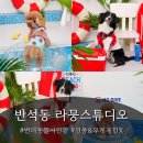라뭉이네 | 대전 강아지 사진관 라뭉스튜디오 ! |여름 수영장...보호자까지 행복한 반려동물 전문사진관 방문후기