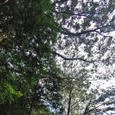 울주 대곡리 반구대 암각화 이미지