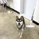 스프링댕댕 이미지