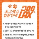 도그카페 이미지