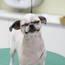 올리브 펫 이미지