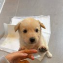 강아지사랑 | 🐕‍🦺 251029 포항 유기동물 입양센터 &#39;숲강아지&#39; 방문 후기: 사랑 넘치는 봉사 시간!