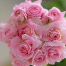 엠마누엘농장 이미지